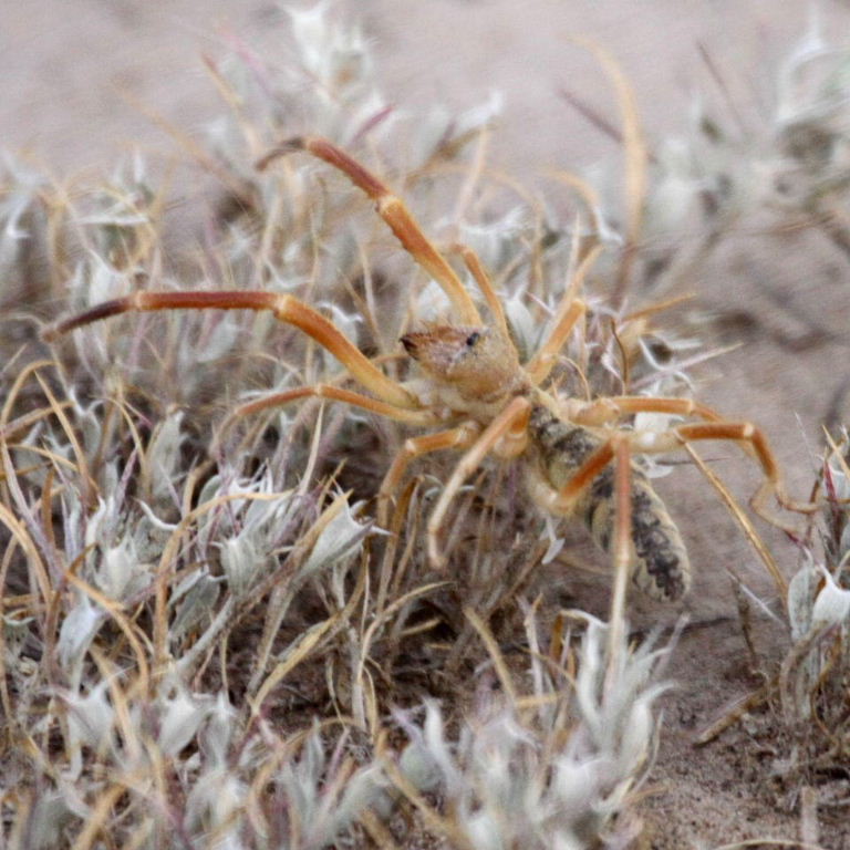 Camel Spider