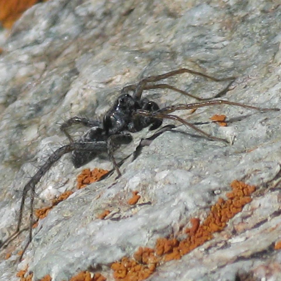 large black spider