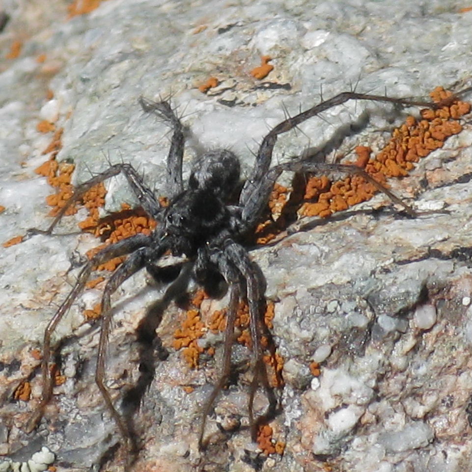 large black spider