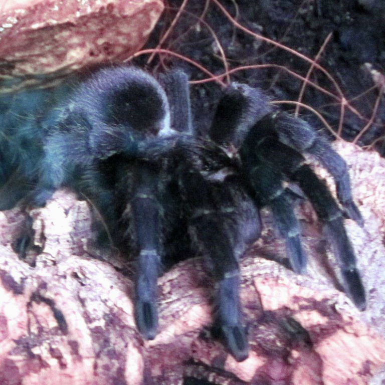 Brazilian Black Tarantula