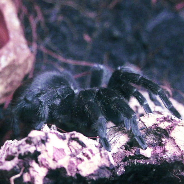 Brazilian Black Tarantula