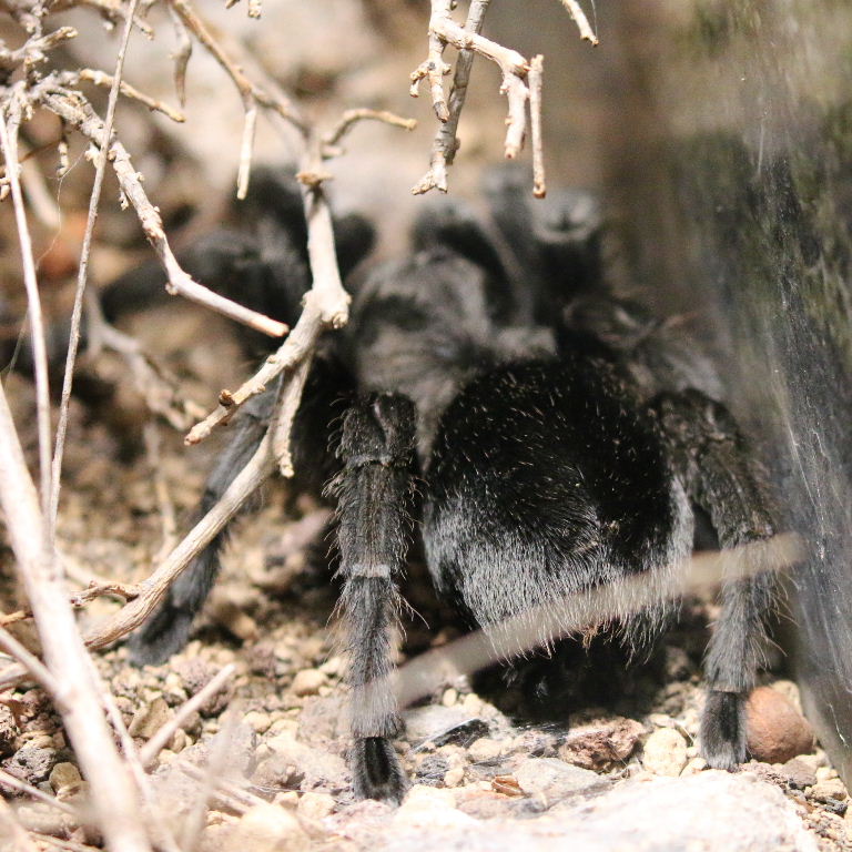 Brazilian Black Tarantula