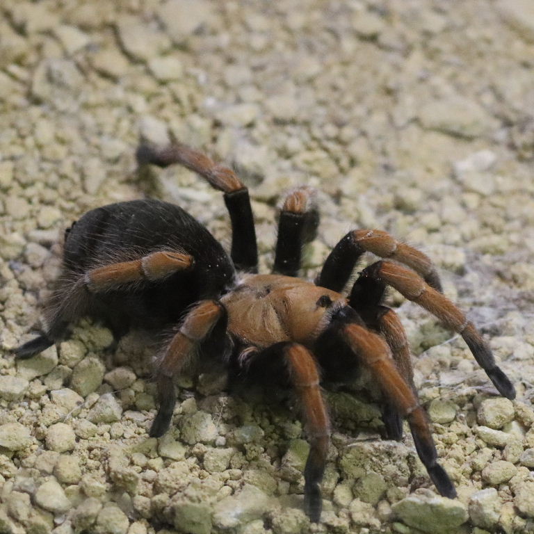 Mexican Blood Leg Tarantula