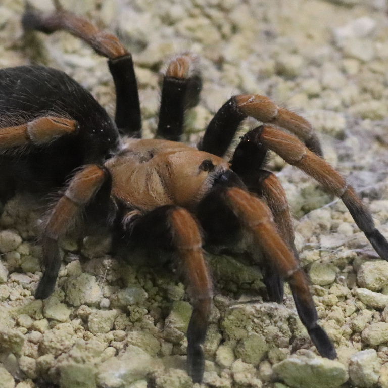 Mexican Blood Leg Tarantula