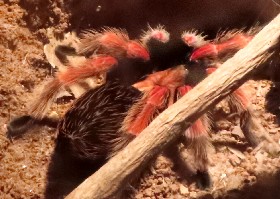 Mexican Fireleg Spider