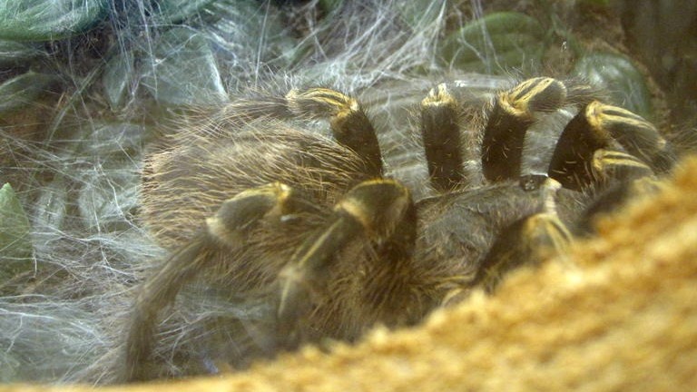 Chaco Golden Knee Tarantula