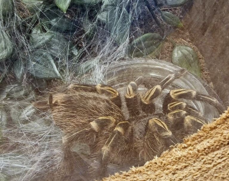 Chaco Golden Knee Tarantula