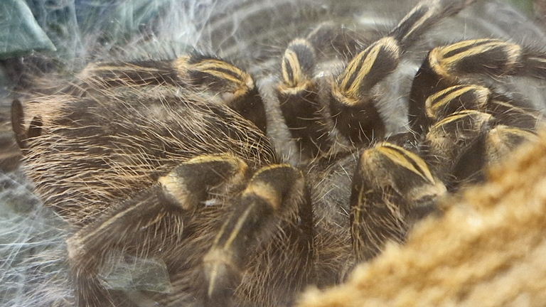 Chaco Golden Knee Tarantula