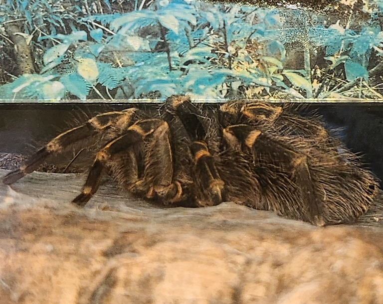 Chaco Golden Knee Tarantula