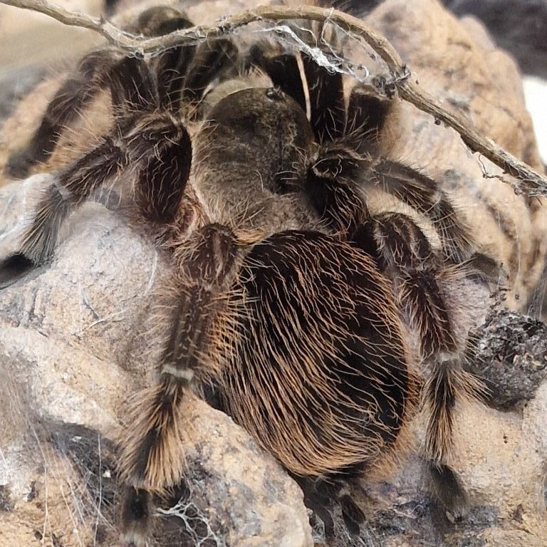 Curly-hair Tarantula