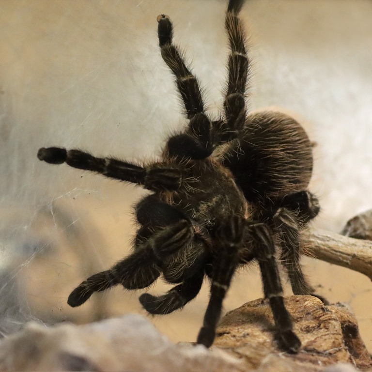 Curly-hair Tarantula