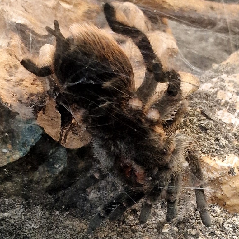 Curly-hair Tarantula