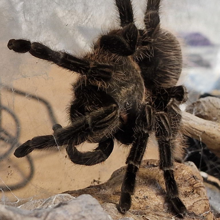 Curly-hair Tarantula