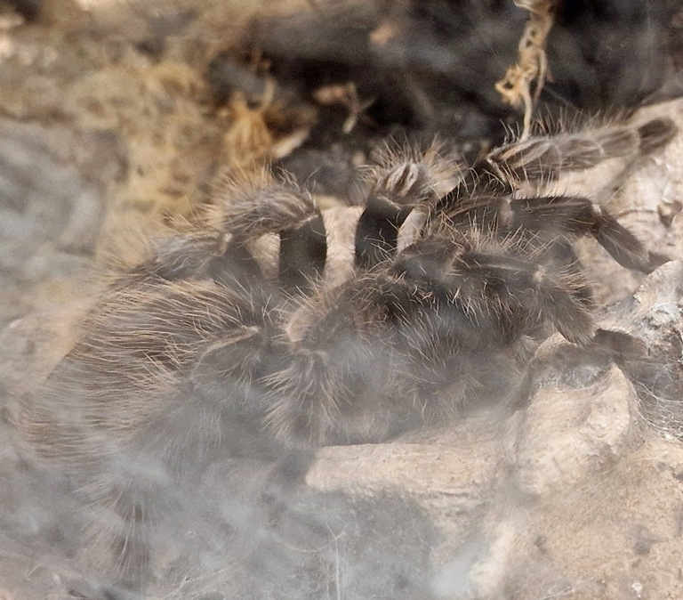 Curly-hair Tarantula