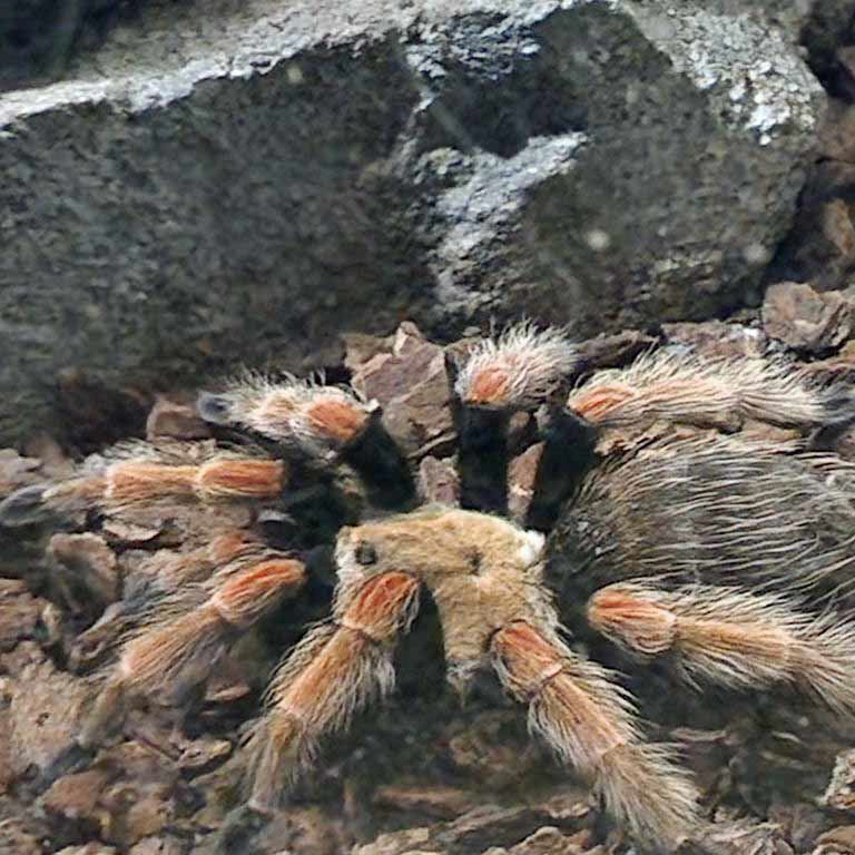 Mexican Fireleg Tarantula