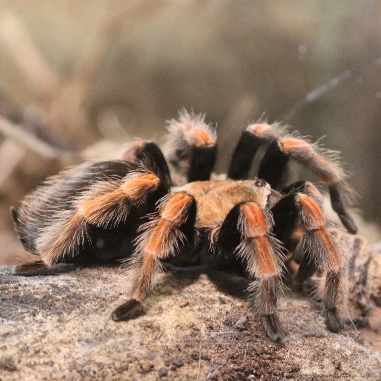 Mexican Flame-leg Tarantula