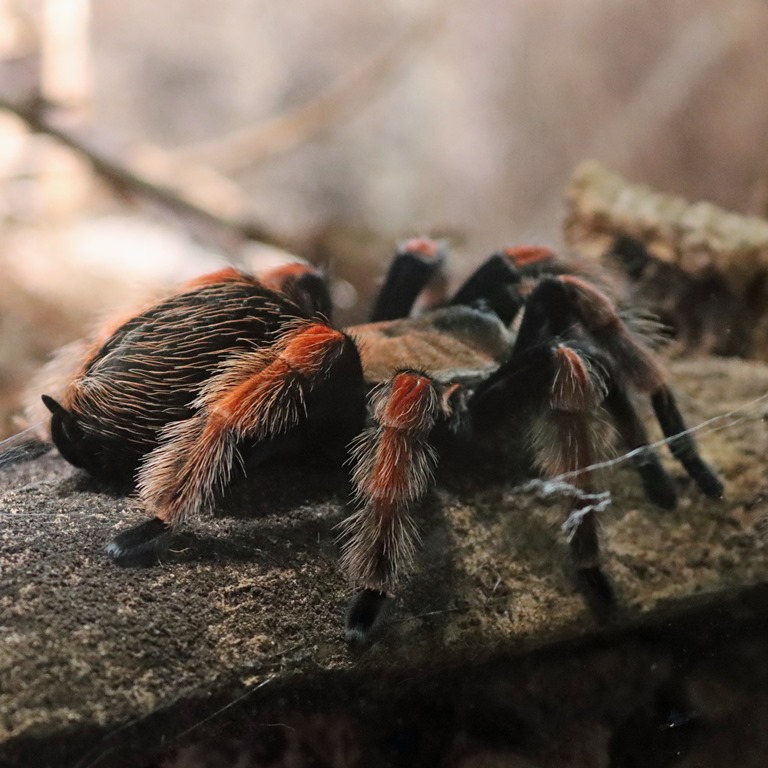 Mexican Flame-leg Tarantula