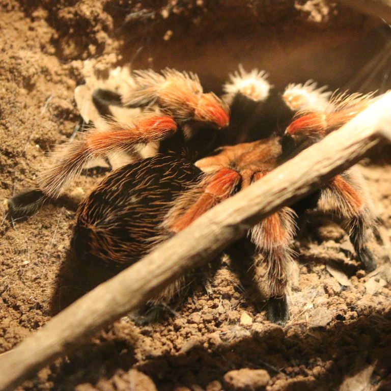Mexican Fireleg Tarantula
