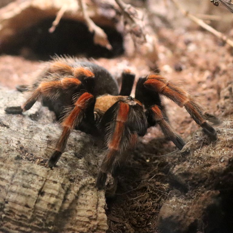 Mexican Fireleg Tarantula