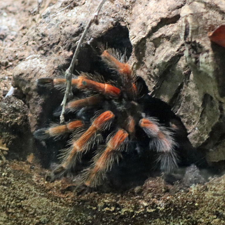 Mexican Fireleg Tarantula