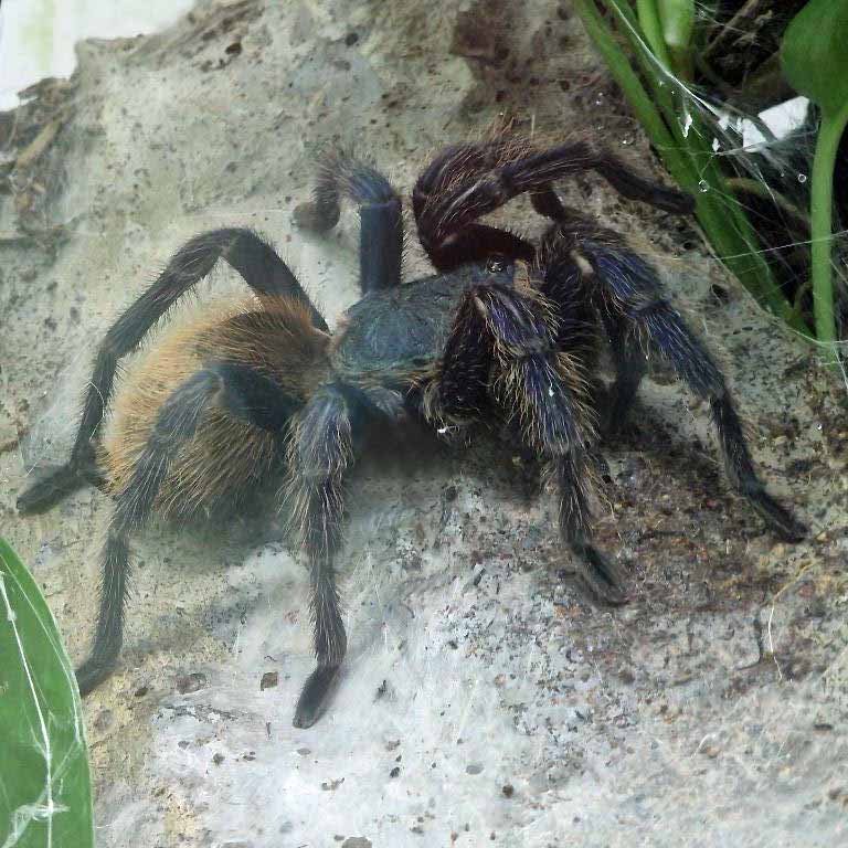 Greenbottle Blue Tarantula