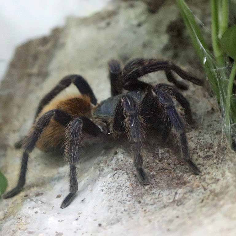 Greenbottle Blue Tarantula