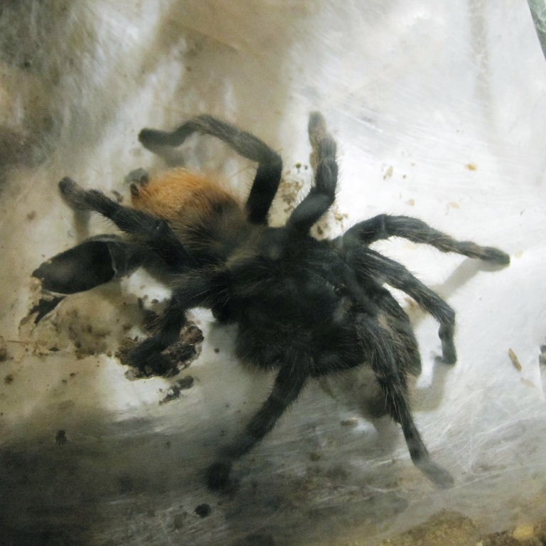 Greenbottle Blue Tarantula