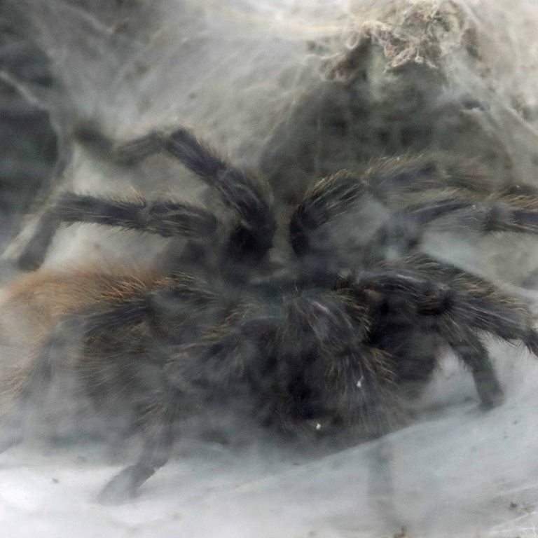 Greenbottle Blue Tarantula in web
