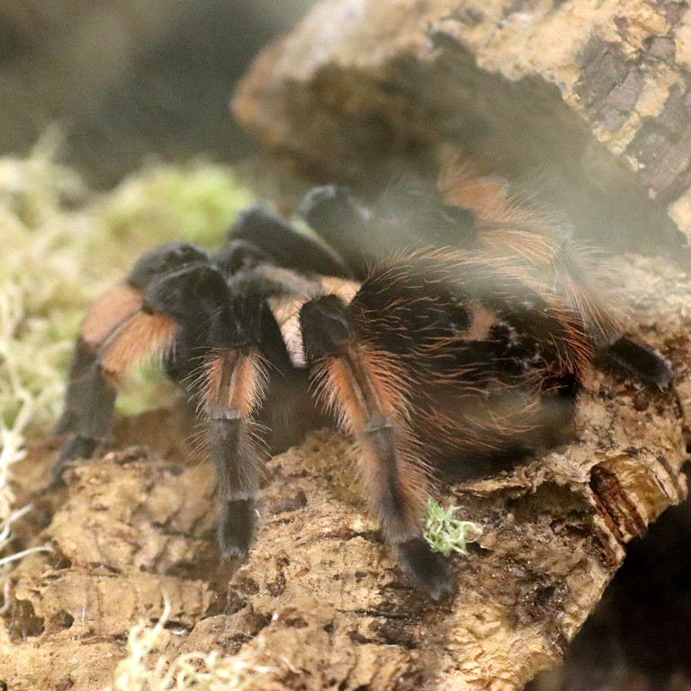 Mexican Painted Tarantula