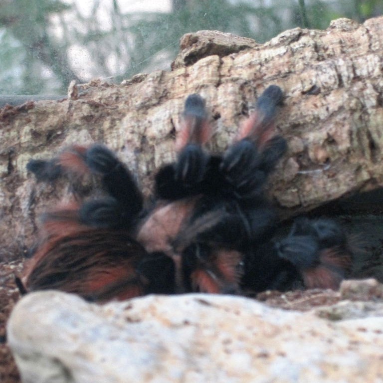 Mexican Painted Bird-eating Tarantula