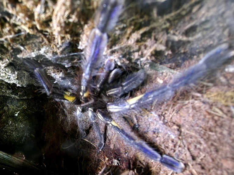 Peacock Parachute Spider