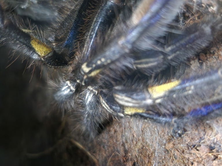 Gooty Sapphire Ornamental Spider