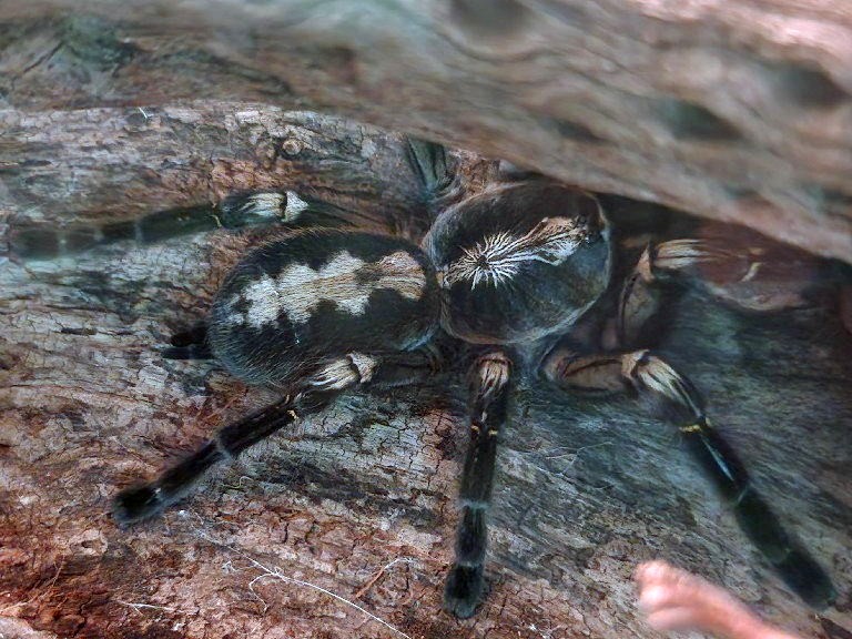 Gooty Sapphire Ornamental Spider