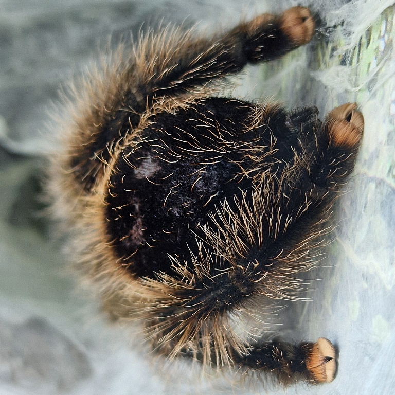 Pinktoe Tarantula