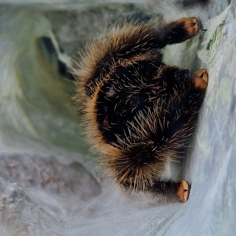 Pinktoe Tarantula
