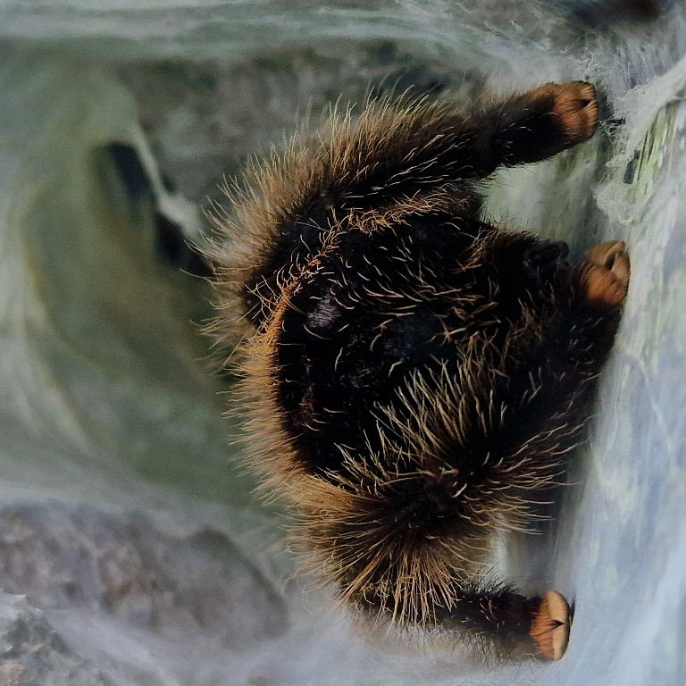 Pinktoe Tarantula