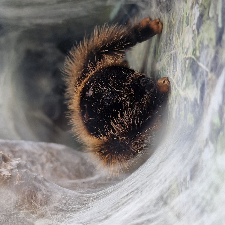 Pinktoe Tarantula
