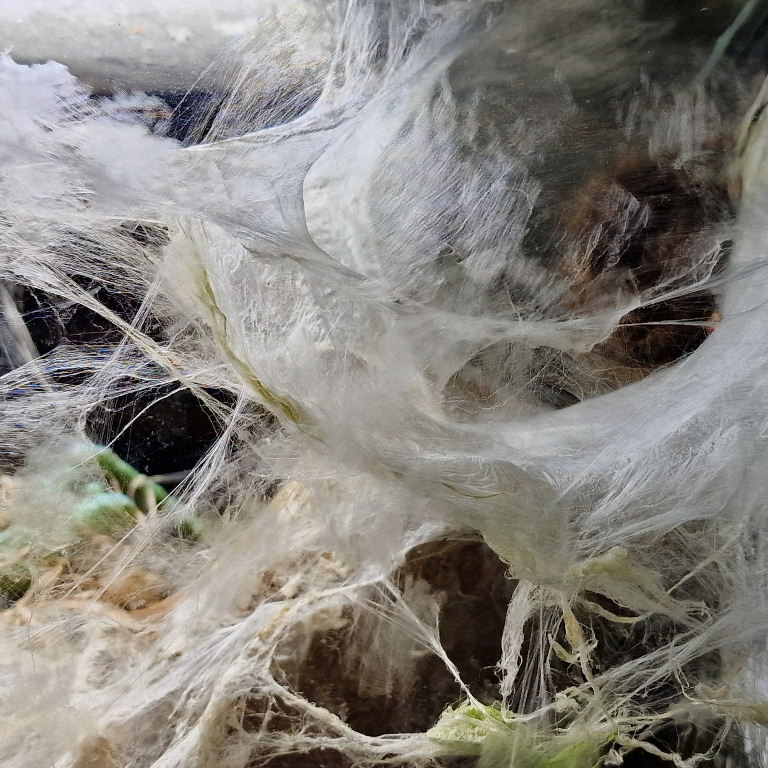 Pinktoe Tarantula web