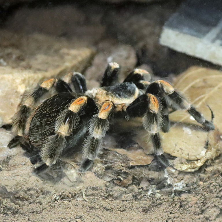 Mexican Red-kneed Tarantula
