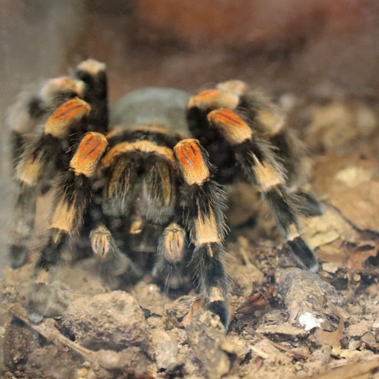 Mexican Red-kneed Tarantula