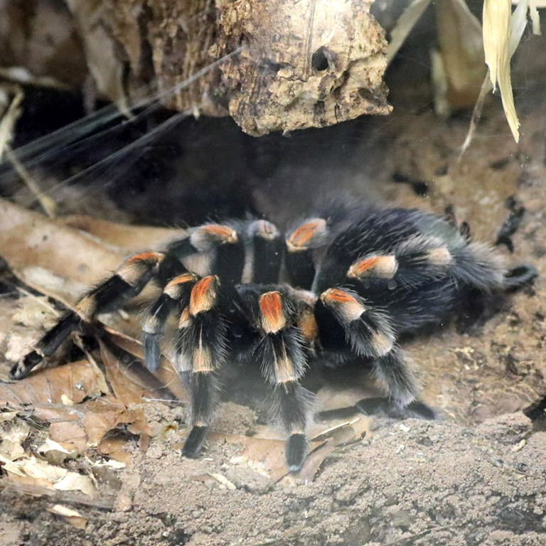 Mexican Red-kneed Tarantula