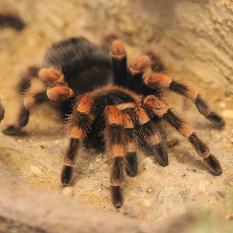 thumbnail image 2 of Mexican Red-Kneed Tarantula Setup: Complete Kit 2 of 10