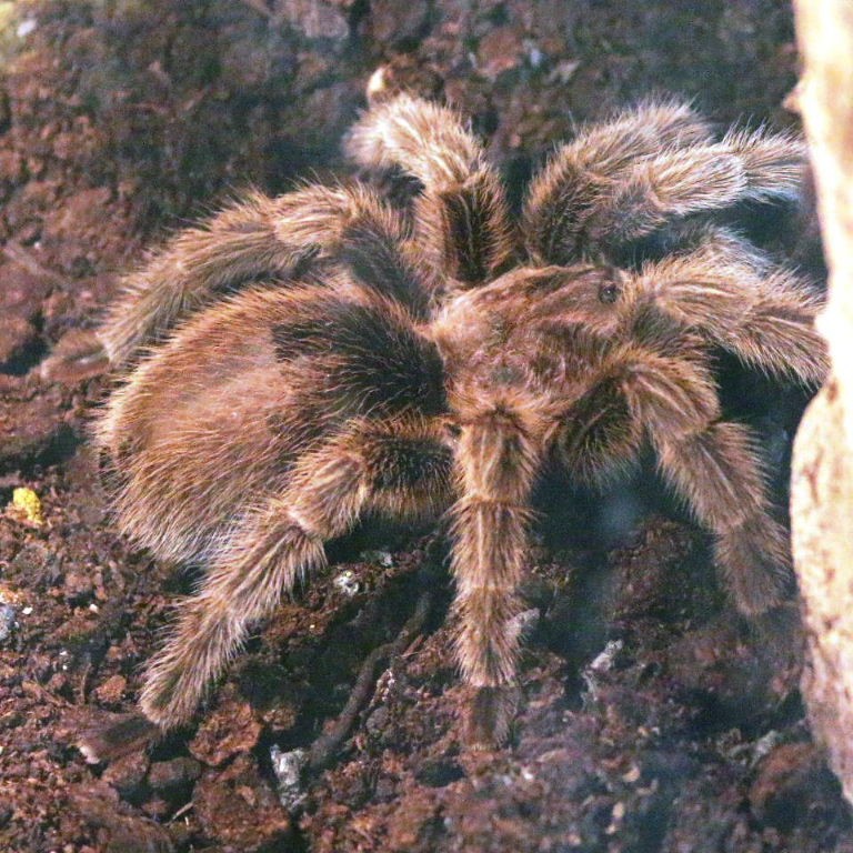 Chile Rose Hair Tarantula