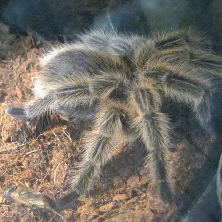 Chile Rose Hair Tarantula