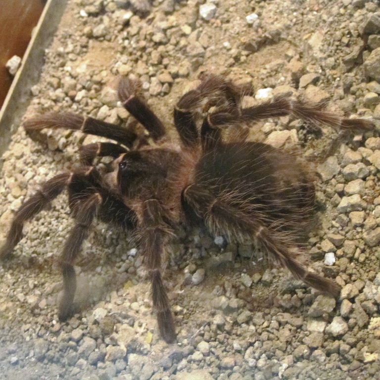 Chile Rose Hair Tarantula