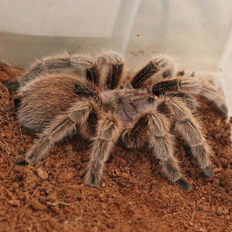 Chile Rose Hair Tarantula