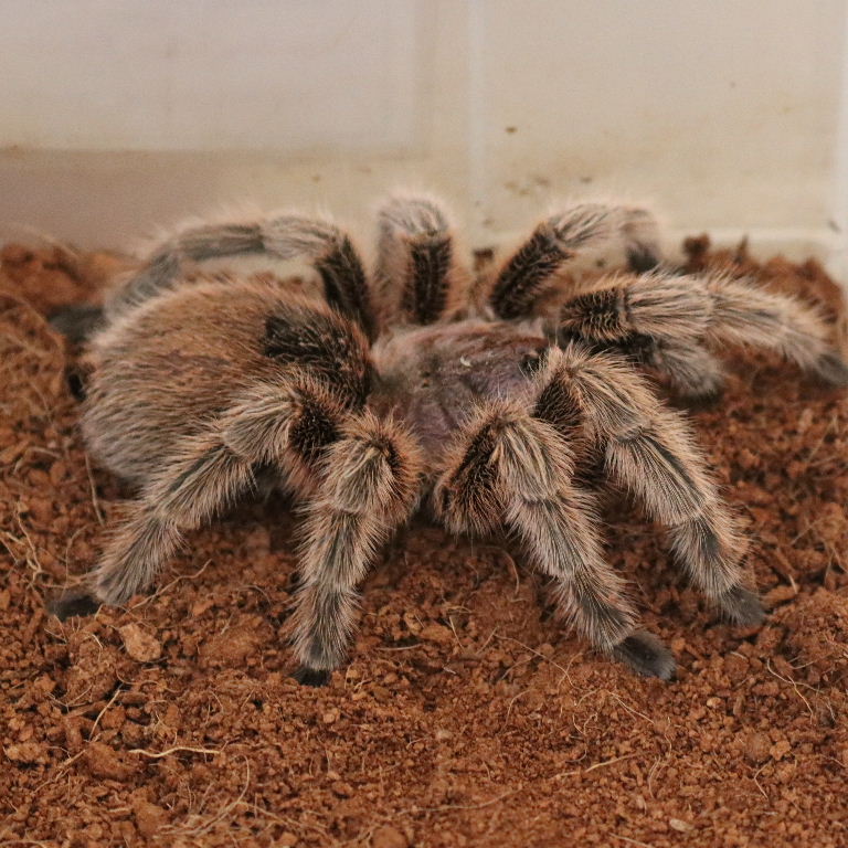 Chile Rose Hair Tarantula