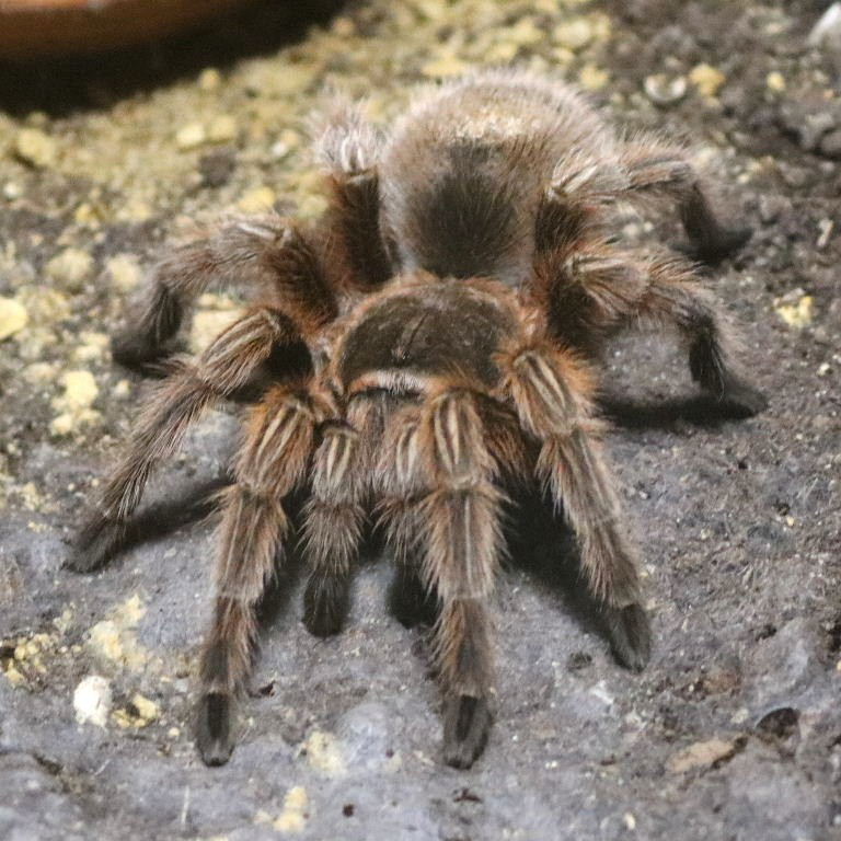 Chile Rose Hair Tarantula