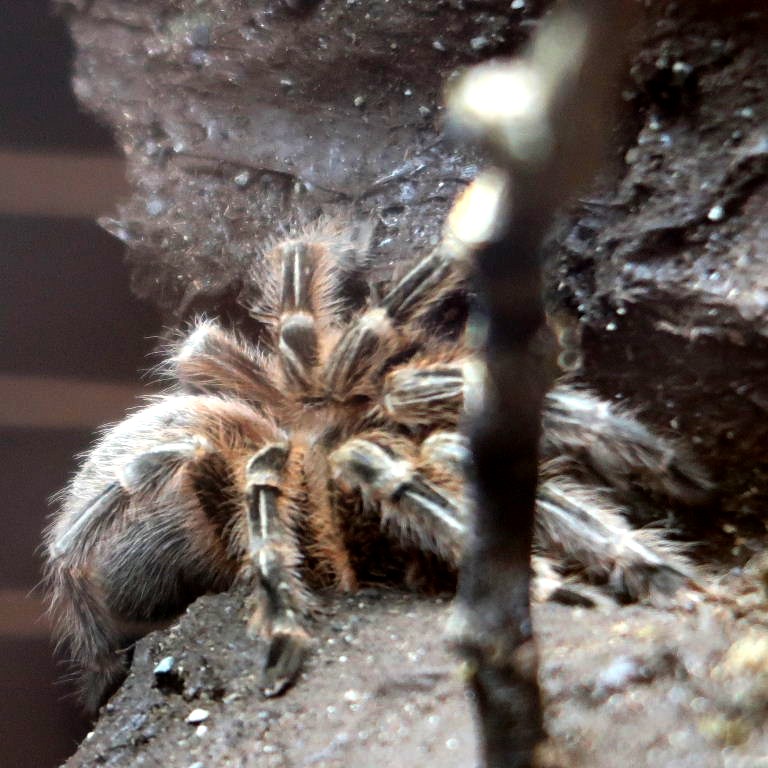 Chile Red Zebra Tarantula