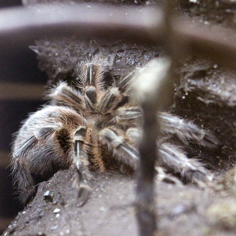 Chile Red Zebra Tarantula